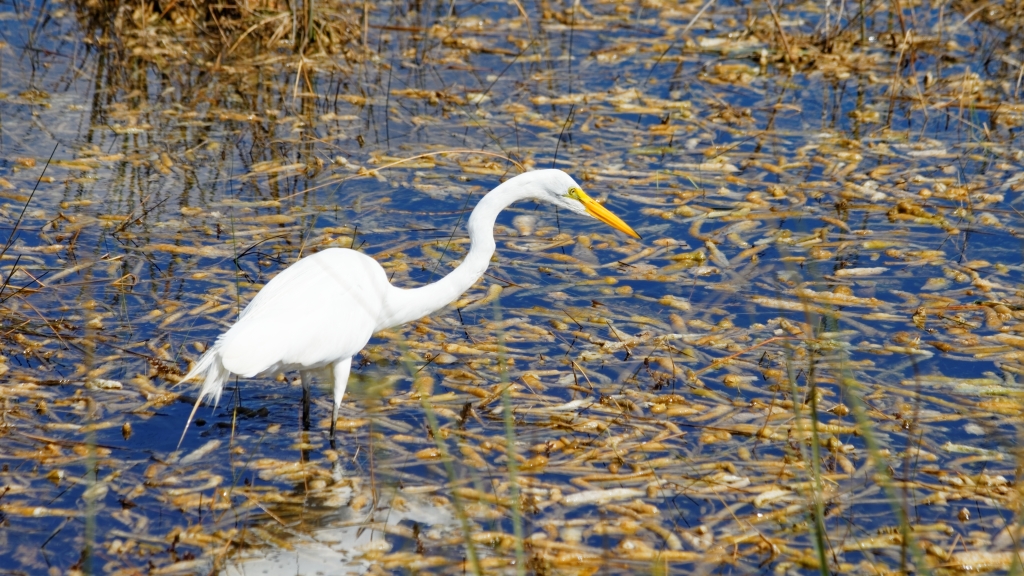02 - Everglade NP (47) Grande Aigrette.jpg